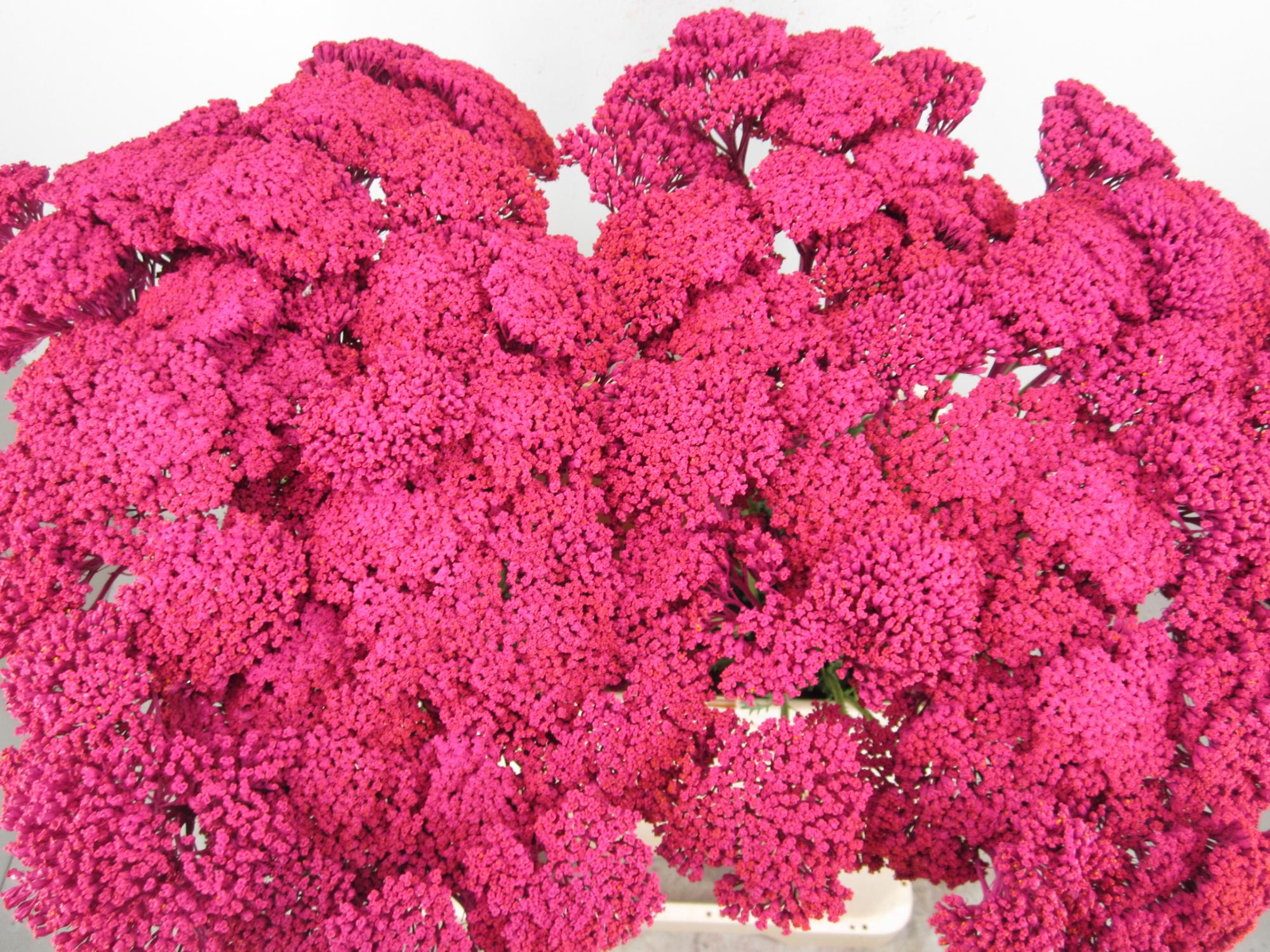 Achillia Cerise