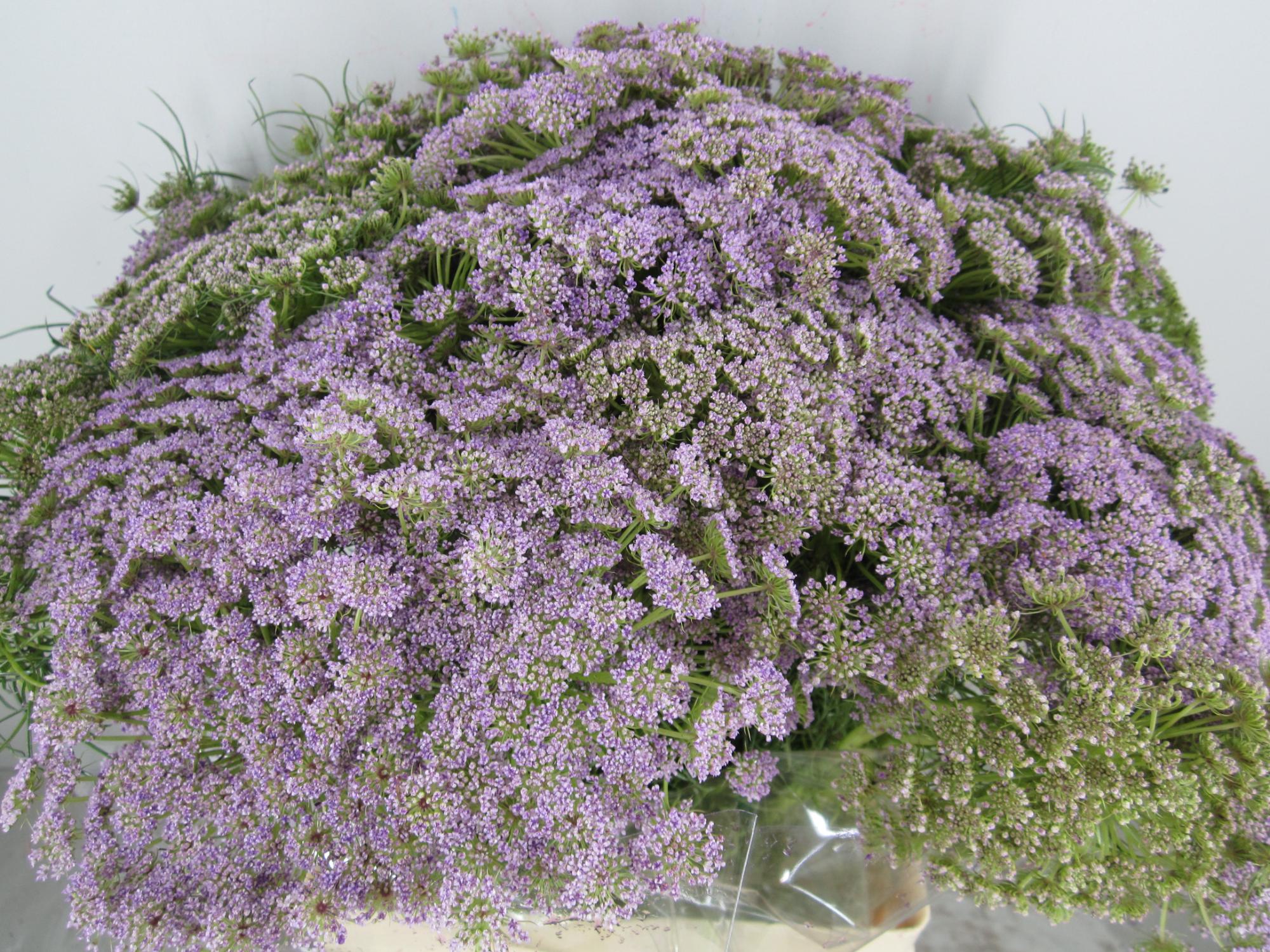 Ammi Vis Sweet Milka