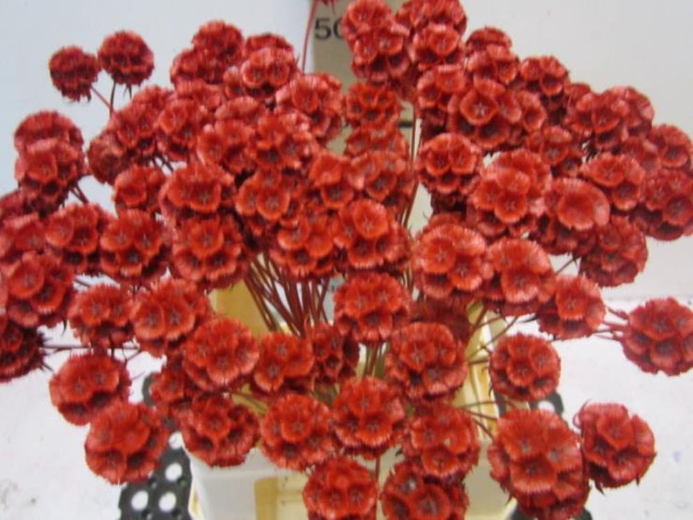 Scabiosa Rood